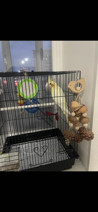 Отдам кореллу (нимфу) в добрые и опытные руки