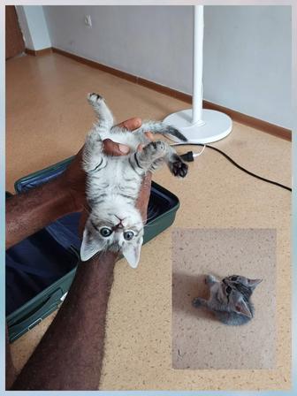 Котенок девочка шотландская