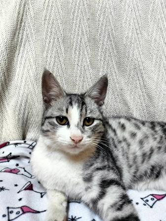 Ищем хозяев котику