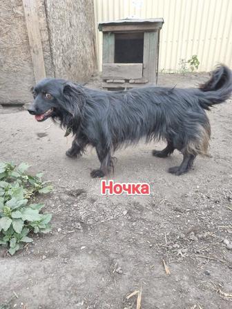 Собаки