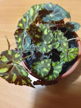 Бегония декоративнолистная