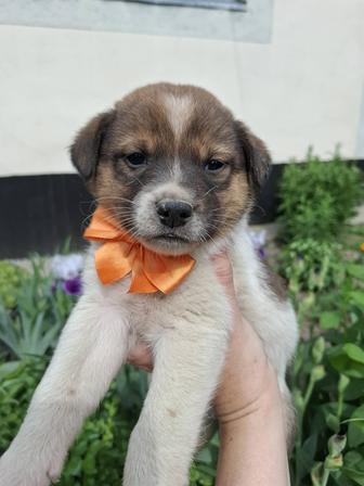 Щенок с сердечком на лбу в поиске дома