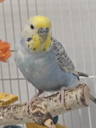 Попугай в хорошие руки