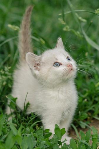 Котенок в добрые руки