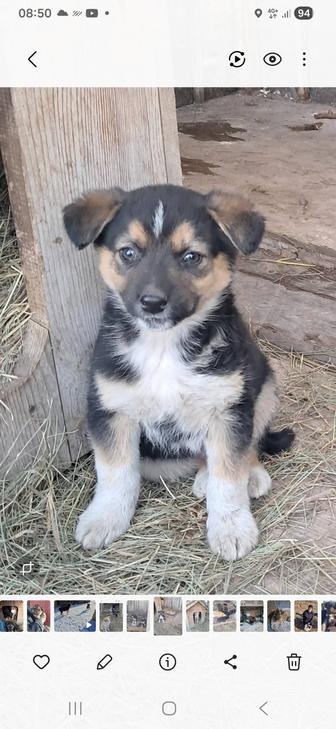 Щенята в хорошие руки