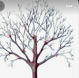 Обрезка плодовых деревьев