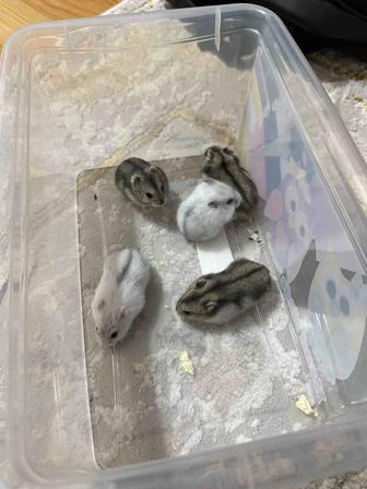 Хомяки Джунагарики