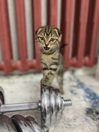 Котенок