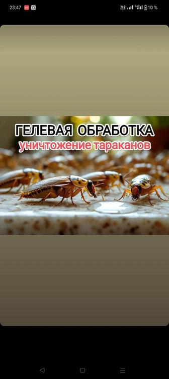 Дез работы по уничтожению насекомых и обработка грызунов