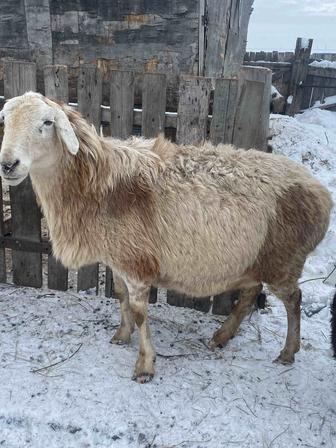 Продам баран