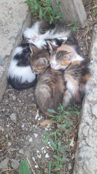 Отдам котят в добрые руки