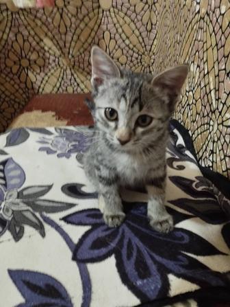 Кошечки.