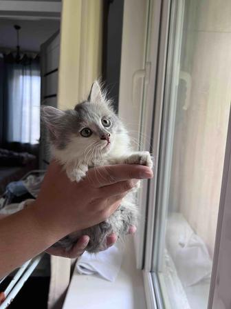 Отдам котенка в добрые руки