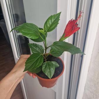 Гибискус, красная роза