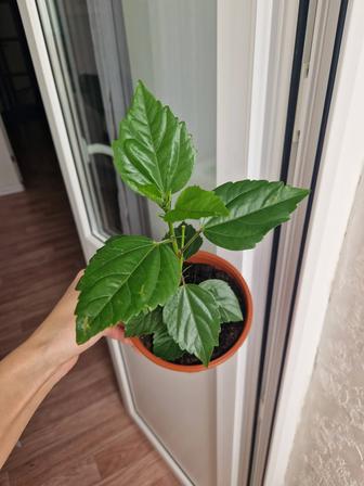 Гибискус, красная роза