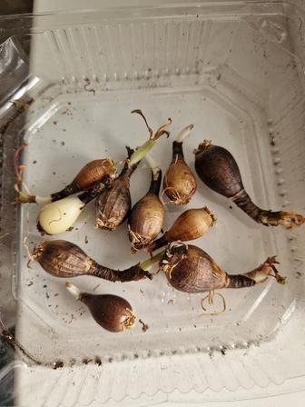 Зефирантес луковицы