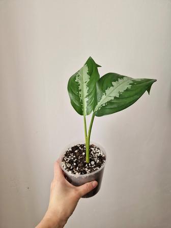 Аглаонема Сильвер Бей