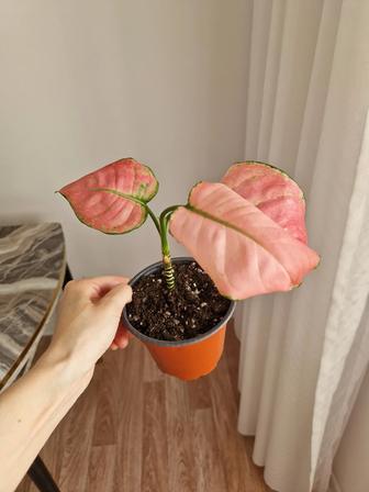 Аглаонема Пинк