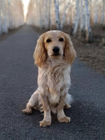 Вязка Спаниель РОС