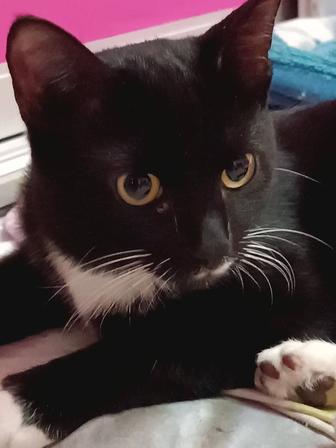 Анатолийский Кот имя ФОКСС.