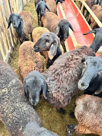 19 бас ұрғашы қозылар