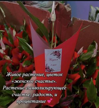 Тойбастар от 690-990 шок цена