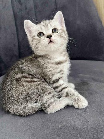 мраморные котята породистые котята