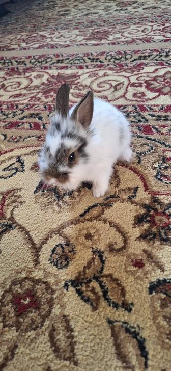 Продам декоративных крольчат 2 месяца