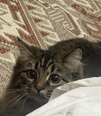 Кошечка Мона, в добрые руки