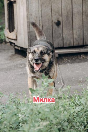 Собаки