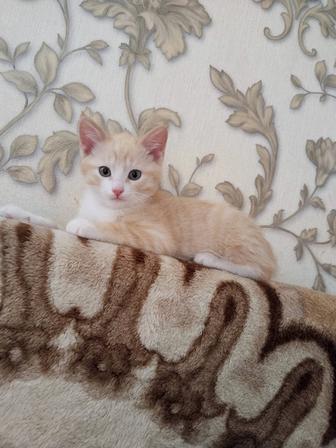 Котята ищут дом
