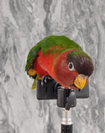 Лори попугай