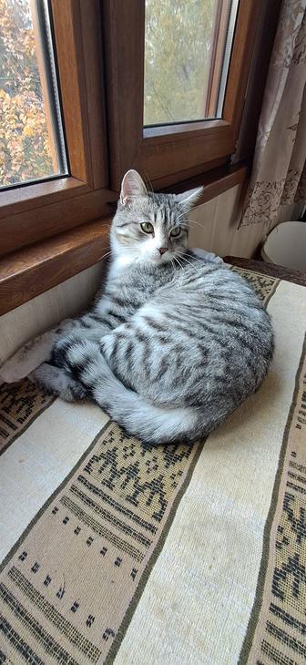 Нежный котик