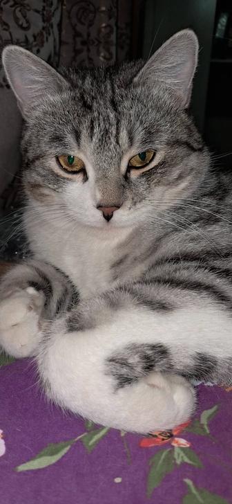 Нежный котик