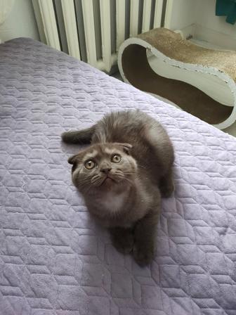 Котенок
