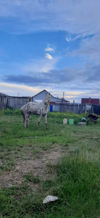 Продам кунан 3летка упитаныи можно на Аигыр