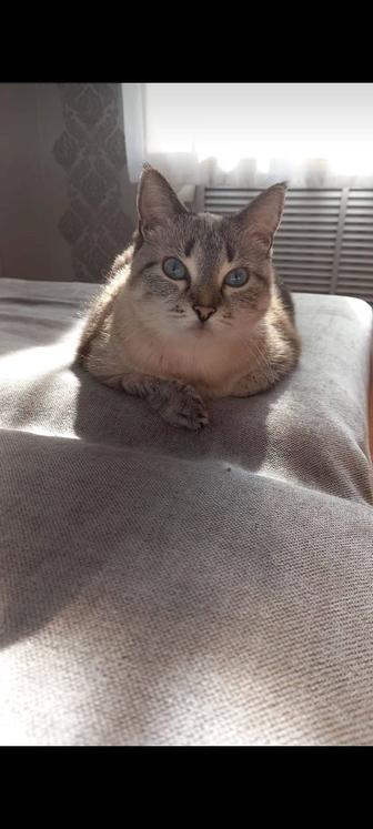 Добрая домашняя кошка