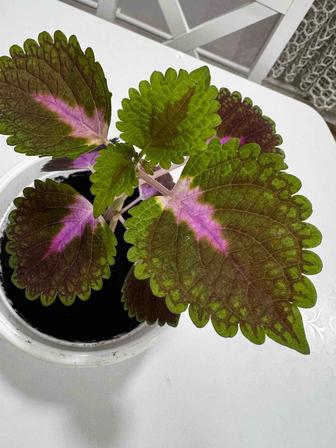 Колеусы продам