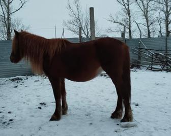 Туатын биелер сатылады