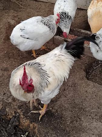 Петушки породы Адлер, ломан браун