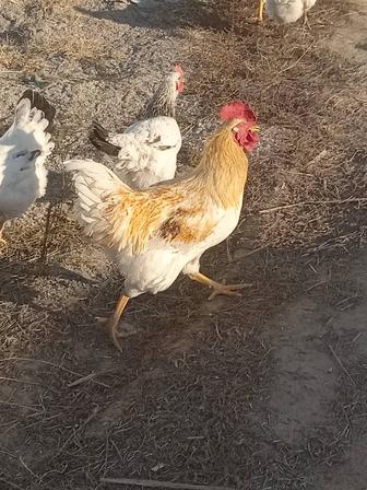 Петушки породы Адлер, ломан браун