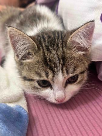 Котенок бесплатно 2-3 месяца