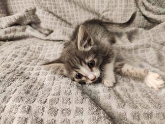 Котят в хорошие руки отдать