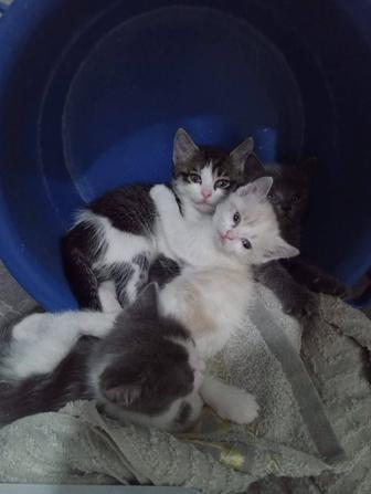 Отдам котят