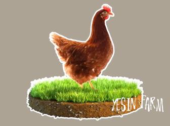 Инкубационные яйца несушка ломан браун стабильная кладка