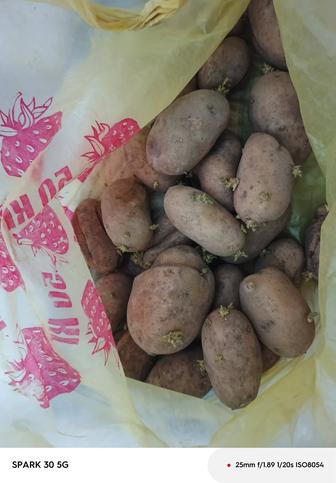 Картофель семенной