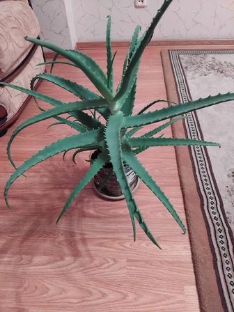 Алоэ столетник целебный 5 лет.