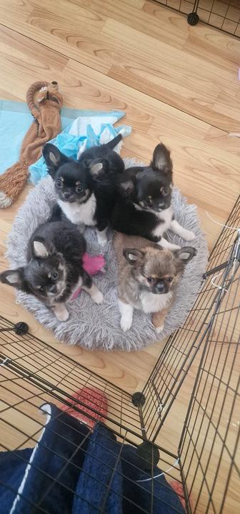 Длинношерстные чихуахуа малыши чемпионов ждут своих хозяев!