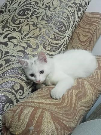 Отдам котенка в хорошие руки