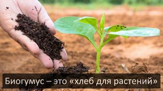 Биогумус (Эко Удобрение ) продам с доставкой